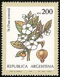 Camellia sinensis on Argentina Scott 1237