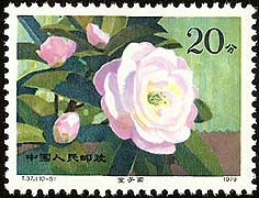 Camellia on China Scott 1534