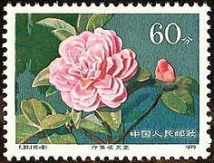 Camellia on China Scott 1538