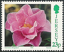 Camellia on Jersey Scott 704