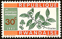 Camellia sinensis on Rwanda Scott 29