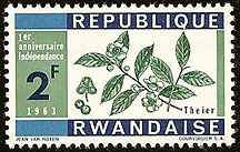 Camellia sinensis on Rwanda Scott 32