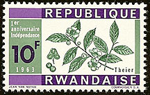 Camellia sinensis on Rwanda Scott 35